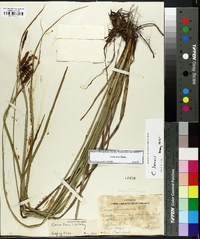 Carex joorii image