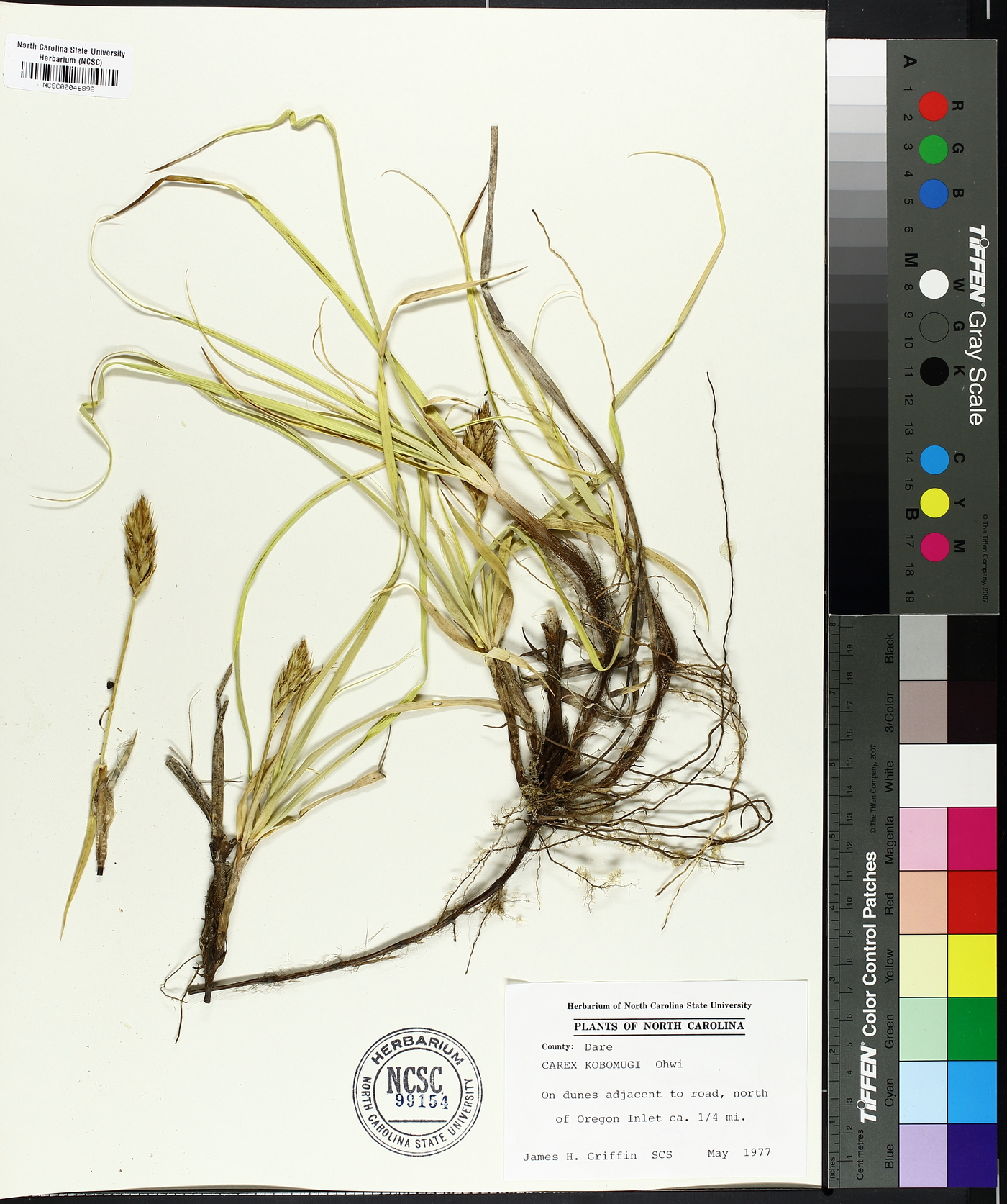 Carex kobomugi image