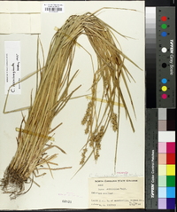 Carex laevivaginata image