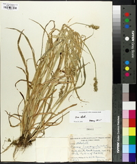 Carex laevivaginata image