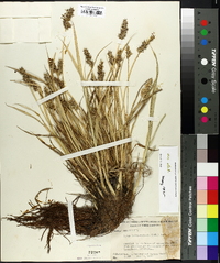 Carex laevivaginata image