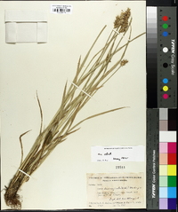 Carex laevivaginata image