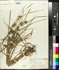 Carex louisianica image