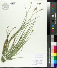 Carex longii image