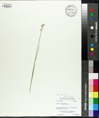 Carex longii image