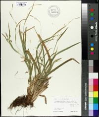 Carex laxiculmis image