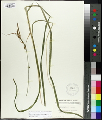 Carex mitchelliana image