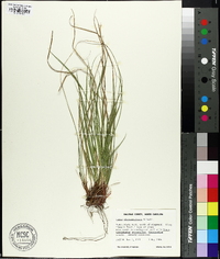 Carex nigromarginata image