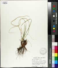 Carex nigromarginata image