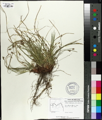 Carex nigromarginata image