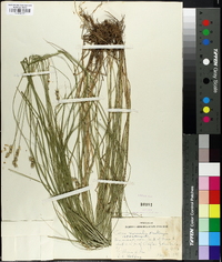 Carex normalis image