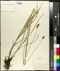 Carex normalis image