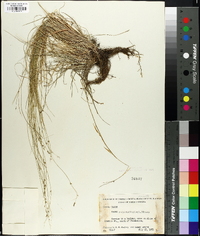 Carex radiata image