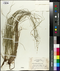 Carex radiata image