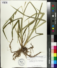 Carex scabrata image