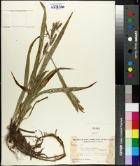 Carex scabrata image