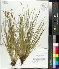 Carex seorsa image