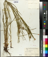 Carex squarrosa image