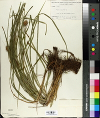 Carex squarrosa image