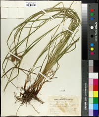 Carex squarrosa image