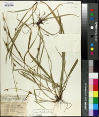 Carex striatula image