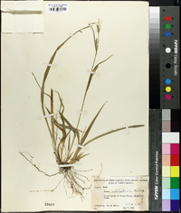 Carex striatula image