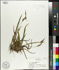 Carex striatula image