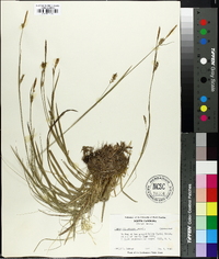 Carex styloflexa image