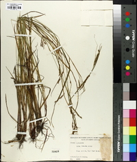 Carex venusta image