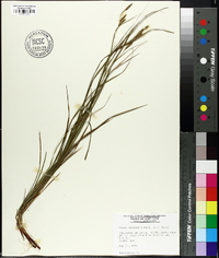 Carex virescens image