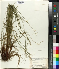 Carex virescens image