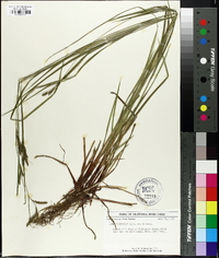 Carex virescens image