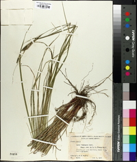 Carex virescens image