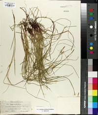 Carex woodii image