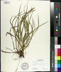 Carex abscondita image