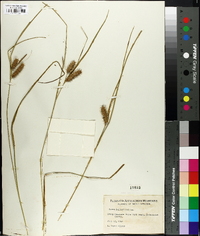 Carex baileyi image