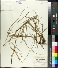 Carex caroliniana image