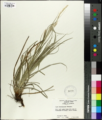 Carex cherokeensis image