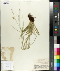 Carex cherokeensis image