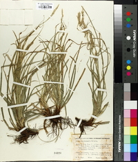 Carex cherokeensis image