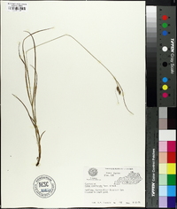 Carex complanata image