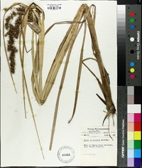 Carex crus-corvi image