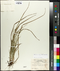 Carex dasycarpa image