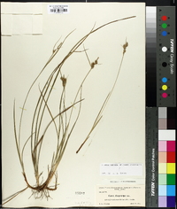 Carex dasycarpa image