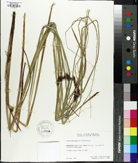 Carex decomposita image