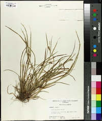 Carex godfreyi image