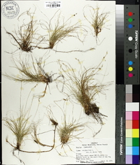 Carex eburnea image