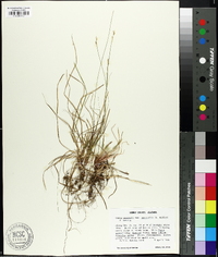 Carex emmonsii image