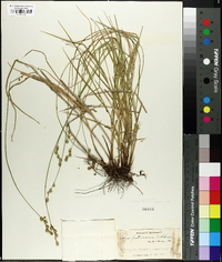 Carex festucacea image