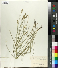 Carex festucacea image